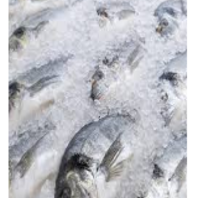 Fresh And Frozen Fish Exporters, Wholesaler & Manufacturer | Globaltradeplaza.com