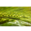 Organic Seeds Exporters, Wholesaler & Manufacturer | Globaltradeplaza.com