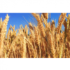 Cereal Seeds Exporters, Wholesaler & Manufacturer | Globaltradeplaza.com