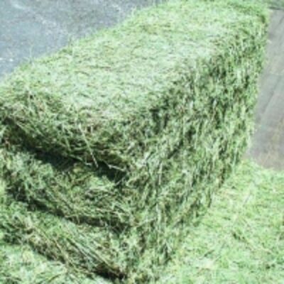 Alfalfa Hay Bales For Animal Feeds Exporters, Wholesaler & Manufacturer | Globaltradeplaza.com