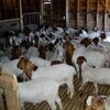 Boer Goat Exporters, Wholesaler & Manufacturer | Globaltradeplaza.com