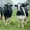 Friesien Holsteins Cattle Exporters, Wholesaler & Manufacturer | Globaltradeplaza.com