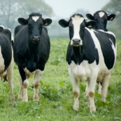 Friesien Holsteins Cattle Exporters, Wholesaler & Manufacturer | Globaltradeplaza.com