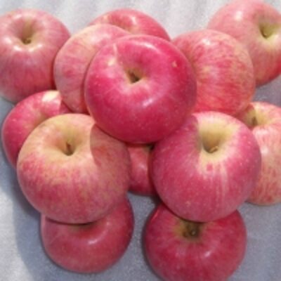 Jonagored Apples Exporters, Wholesaler & Manufacturer | Globaltradeplaza.com