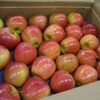 Fresh Fuji Apple Fruits Exporters, Wholesaler & Manufacturer | Globaltradeplaza.com