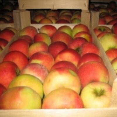 Ligol Apples Exporters, Wholesaler & Manufacturer | Globaltradeplaza.com