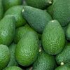 Quality Fresh Avocado ( Hass&amp; Fuerte ) Exporters, Wholesaler & Manufacturer | Globaltradeplaza.com