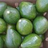 Fresh Avocado Exporters, Wholesaler & Manufacturer | Globaltradeplaza.com
