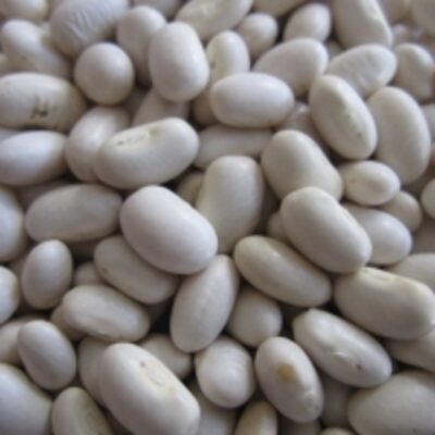 White Butter Beans Exporters, Wholesaler & Manufacturer | Globaltradeplaza.com