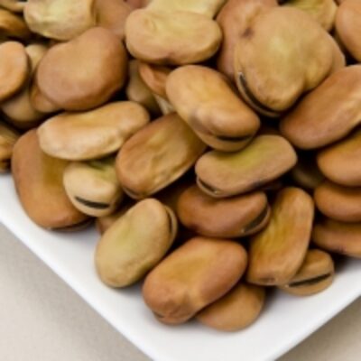 Top Grade Dried Broad Beans Exporters, Wholesaler & Manufacturer | Globaltradeplaza.com