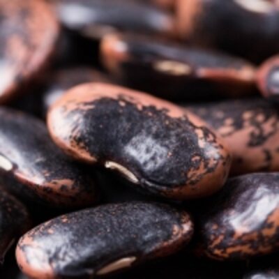 Non-Gmo Black Eyed Cowpea Beans Exporters, Wholesaler & Manufacturer | Globaltradeplaza.com