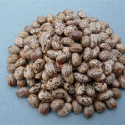 Castor Seeds Exporters, Wholesaler & Manufacturer | Globaltradeplaza.com