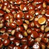 Chestnuts For Sale Exporters, Wholesaler & Manufacturer | Globaltradeplaza.com