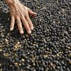 Black Ivory Coffee Exporters, Wholesaler & Manufacturer | Globaltradeplaza.com