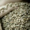 Unwashed Robusta Green Coffee Beans Grade 1 Exporters, Wholesaler & Manufacturer | Globaltradeplaza.com