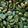 Washed Arabica Green Coffee Beans Screen 18 Exporters, Wholesaler & Manufacturer | Globaltradeplaza.com