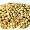 Quality Coriander Seeds Exporters, Wholesaler & Manufacturer | Globaltradeplaza.com