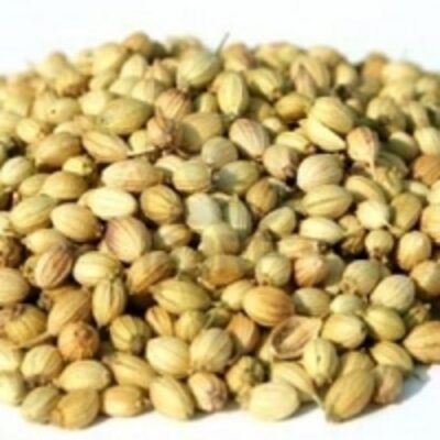 Quality Coriander Seeds Exporters, Wholesaler & Manufacturer | Globaltradeplaza.com