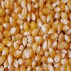 Quality Yellow Corn Exporters, Wholesaler & Manufacturer | Globaltradeplaza.com