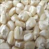 Organic White Corn Exporters, Wholesaler & Manufacturer | Globaltradeplaza.com