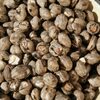 Raw Mongongo Nuts Exporters, Wholesaler & Manufacturer | Globaltradeplaza.com