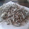 Dried Anchovy Fish Exporters, Wholesaler & Manufacturer | Globaltradeplaza.com