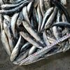 Frozen Anchovy Fish Exporters, Wholesaler & Manufacturer | Globaltradeplaza.com