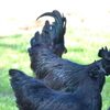 Ayam Cemani Black Chicken Exporters, Wholesaler & Manufacturer | Globaltradeplaza.com