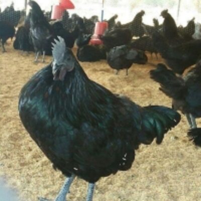 Pure Ayam Cemani Black Chicken Exporters, Wholesaler & Manufacturer | Globaltradeplaza.com