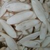 Cuttlefish Bone Exporters, Wholesaler & Manufacturer | Globaltradeplaza.com