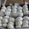 Quality Garlic Exporters, Wholesaler & Manufacturer | Globaltradeplaza.com