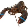Live Canadian Lobsters Exporters, Wholesaler & Manufacturer | Globaltradeplaza.com