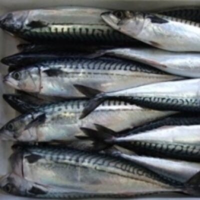 Pacific Mackerel Ice Fish Exporters, Wholesaler & Manufacturer | Globaltradeplaza.com