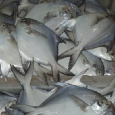 White Silver Pomfret Fish Exporters, Wholesaler & Manufacturer | Globaltradeplaza.com