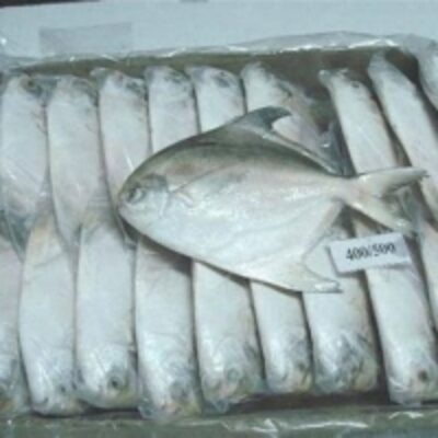 Silver Pomfret Fish Exporters, Wholesaler & Manufacturer | Globaltradeplaza.com