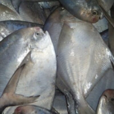 Silver Pomfret Fish Exporters, Wholesaler & Manufacturer | Globaltradeplaza.com