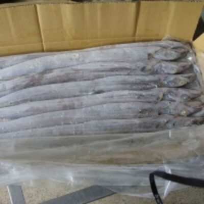 Frozen Ribbon Fish Exporters, Wholesaler & Manufacturer | Globaltradeplaza.com