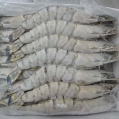 Frozen Tiger Shrimp Exporters, Wholesaler & Manufacturer | Globaltradeplaza.com