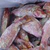 Red Snapper Fish Exporters, Wholesaler & Manufacturer | Globaltradeplaza.com