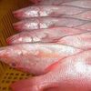 Frozen Red Snapper Fish Exporters, Wholesaler & Manufacturer | Globaltradeplaza.com