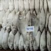 Frozen Hilsa Fish Exporters, Wholesaler & Manufacturer | Globaltradeplaza.com