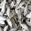 Frozen Leather Jacket Fish Hgt Fish Exporters, Wholesaler & Manufacturer | Globaltradeplaza.com