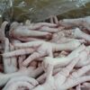Fresh Frozen Chicken Feet Exporters, Wholesaler & Manufacturer | Globaltradeplaza.com