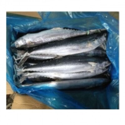 Frozen Kingfish Exporters, Wholesaler & Manufacturer | Globaltradeplaza.com