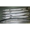 Frozen Barracuda Fish Exporters, Wholesaler & Manufacturer | Globaltradeplaza.com