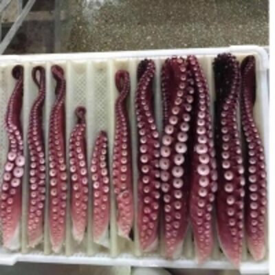 Frozen Octopus Tentacle With High Quality Exporters, Wholesaler & Manufacturer | Globaltradeplaza.com