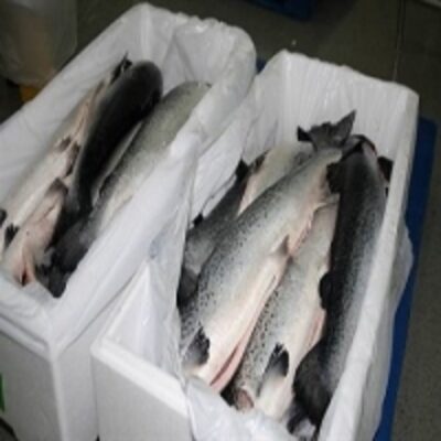 Fresh Frozen Salmon Exporters, Wholesaler & Manufacturer | Globaltradeplaza.com