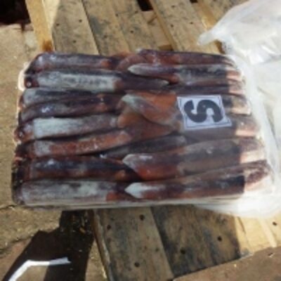 Frozen Squid Exporters, Wholesaler & Manufacturer | Globaltradeplaza.com