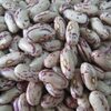 Speckled Kidney Beans Exporters, Wholesaler & Manufacturer | Globaltradeplaza.com