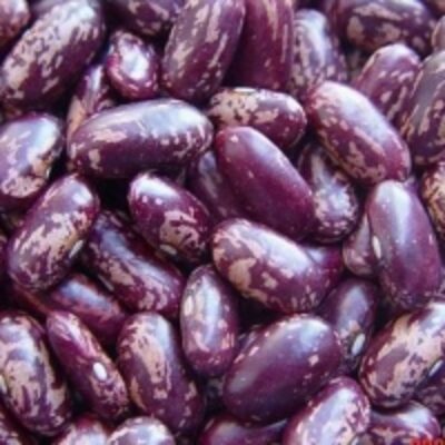Purple Kidney Bean Exporters, Wholesaler & Manufacturer | Globaltradeplaza.com